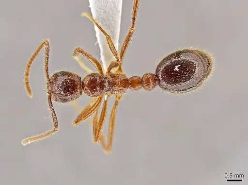 Megalomyrmex peetersi - CASENT0630962