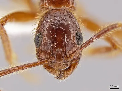 Megalomyrmex peetersi - CASENT0630962