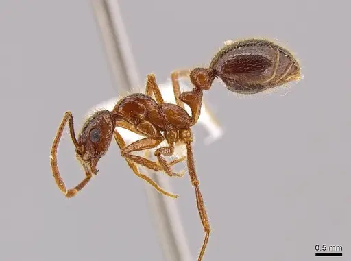 Megalomyrmex peetersi - CASENT0630962