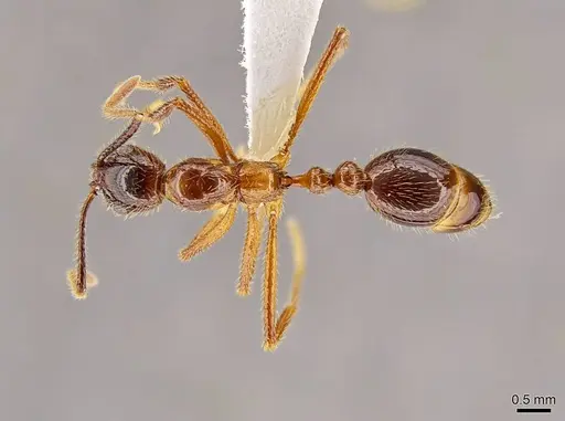 Megalomyrmex peetersi - CASENT0630979