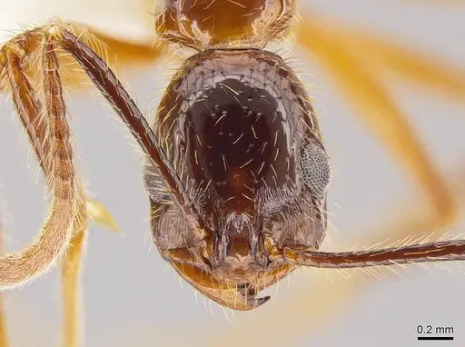 Megalomyrmex peetersi - CASENT0630979