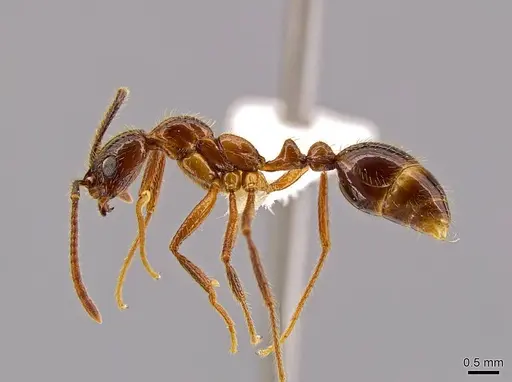 Megalomyrmex peetersi - CASENT0630979