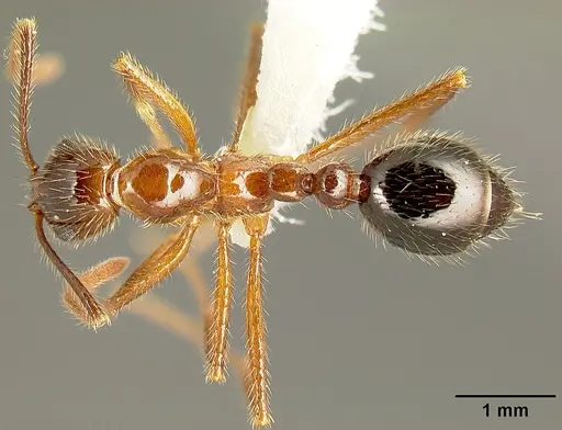 Megalomyrmex peetersi - INBIOCRI001242855