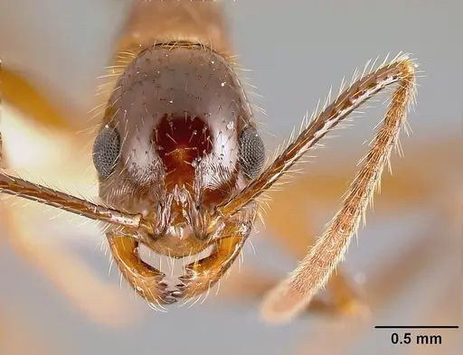 Megalomyrmex peetersi - INBIOCRI001242855