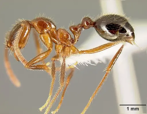 Megalomyrmex peetersi - INBIOCRI001242855