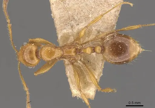 Megalomyrmex pusillus specimen