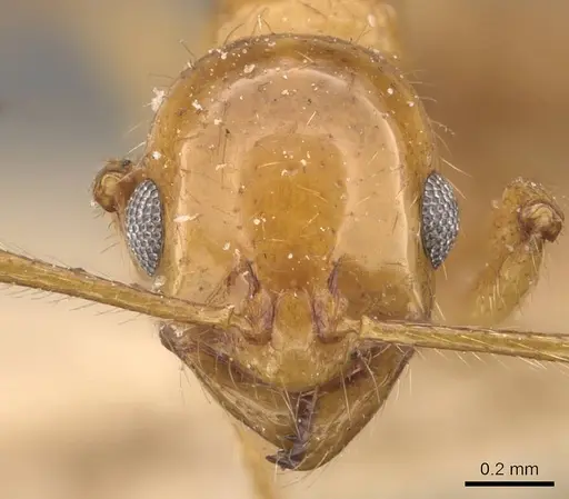 Megalomyrmex pusillus specimen
