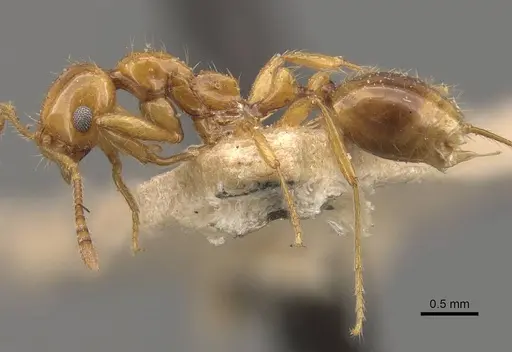 Megalomyrmex pusillus specimen