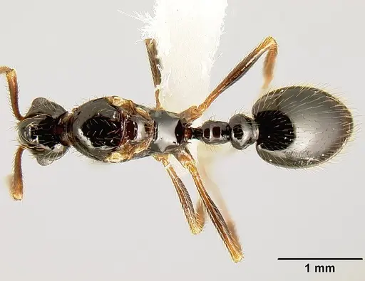 Megalomyrmex reina specimen