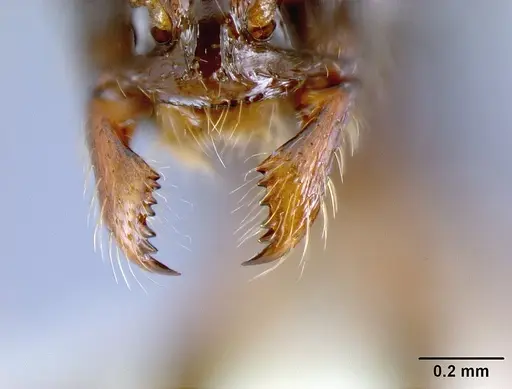 Megalomyrmex reina specimen