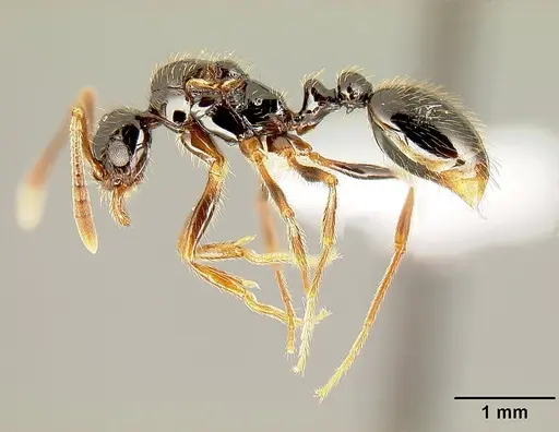 Megalomyrmex reina - JTLC000005356