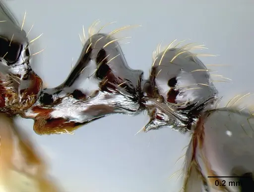 Megalomyrmex reina - JTLC000005356