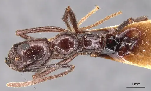 Megalomyrmex staudingeri specimen
