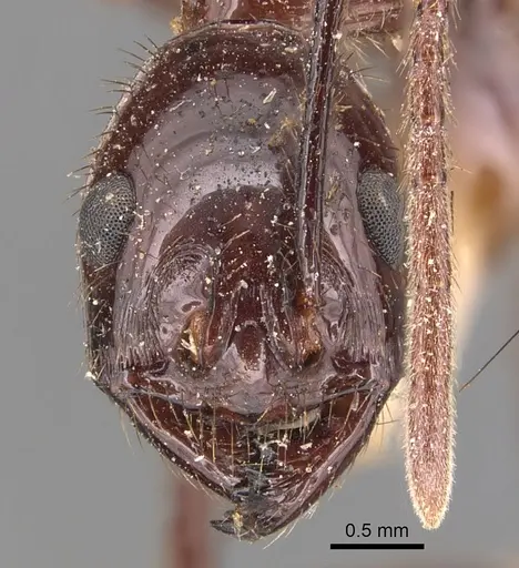 Megalomyrmex staudingeri specimen
