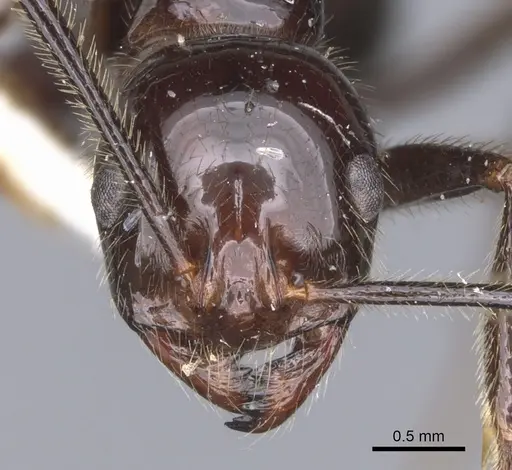Megalomyrmex timbira specimen