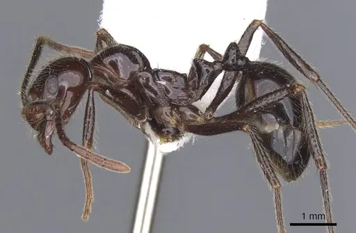 Megalomyrmex timbira specimen