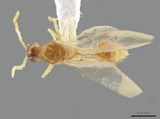 Megalomyrmex wettereri specimen