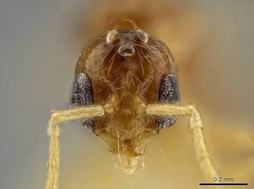 Megalomyrmex wettereri specimen