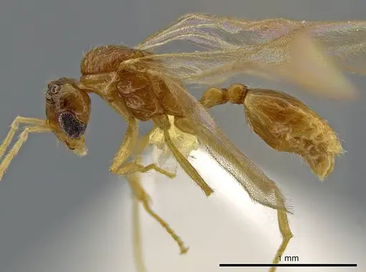 Megalomyrmex wettereri specimen