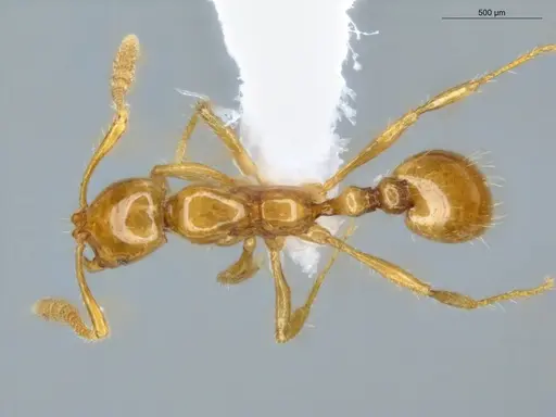 Megalomyrmex wettereri - ECOFOG-LA15-0082-17