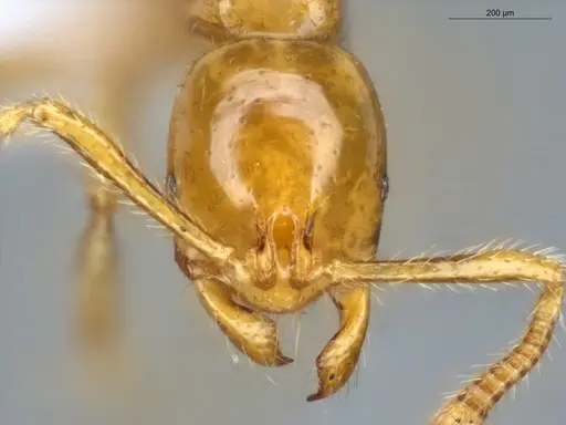 Megalomyrmex wettereri - ECOFOG-LA15-0082-17