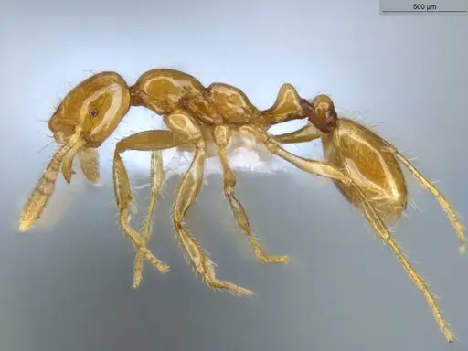 Megalomyrmex wettereri - ECOFOG-LA15-0082-17