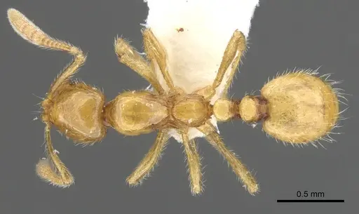 Megalomyrmex wettereri - INBIOCRI001238212