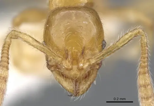 Megalomyrmex wettereri - INBIOCRI001238212