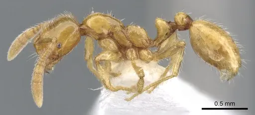 Megalomyrmex wettereri - INBIOCRI001238212