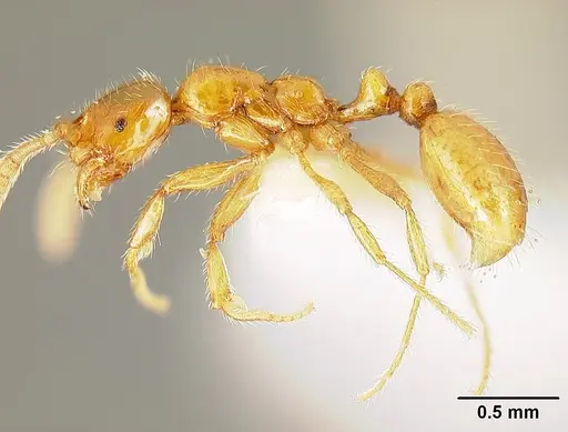 Megalomyrmex wettereri - INBIOCRI001238214