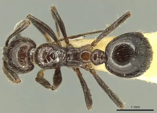 Megalomyrmex weyrauchi specimen
