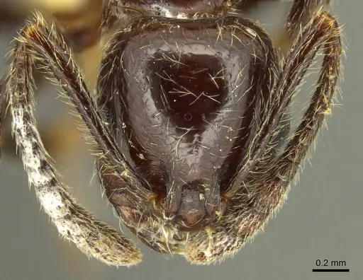 Megalomyrmex weyrauchi specimen