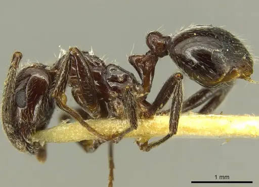 Megalomyrmex weyrauchi specimen