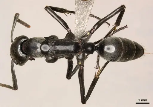 Megaponera analis specimen