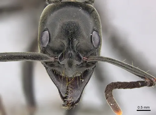 Megaponera analis specimen