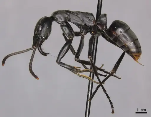 Megaponera analis specimen