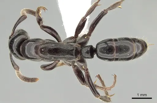 Megaponera analis - CASENT0249195