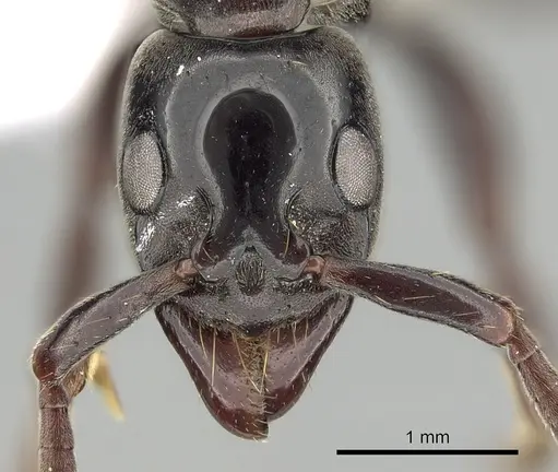 Megaponera analis - CASENT0249195