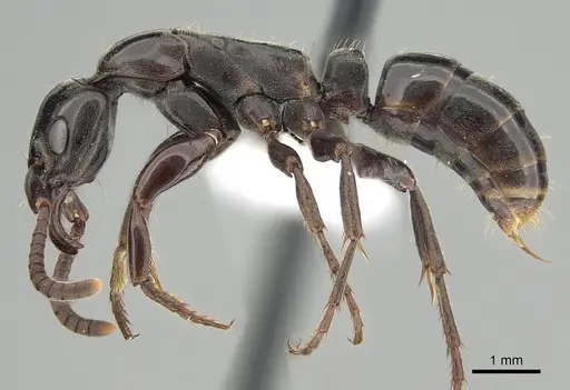 Megaponera analis - CASENT0249195