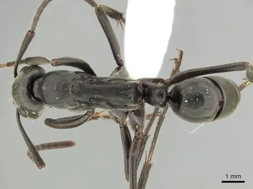 Megaponera analis - CASENT0249196