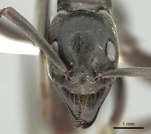 Megaponera analis - CASENT0249196