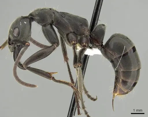 Megaponera analis - CASENT0249196