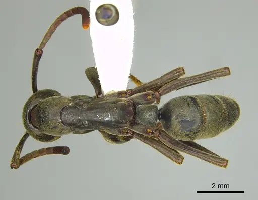 Megaponera analis - CASENT0249197