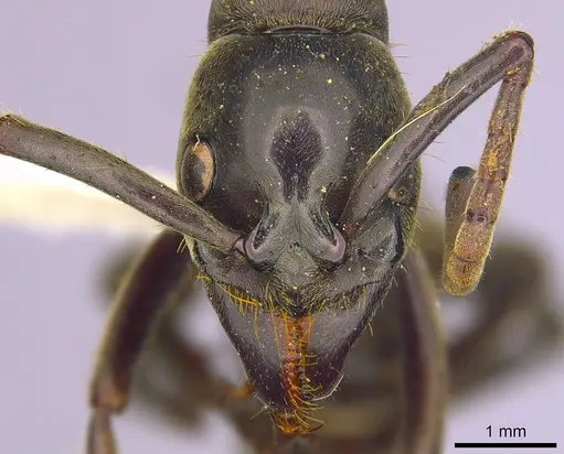 Megaponera analis - CASENT0249197