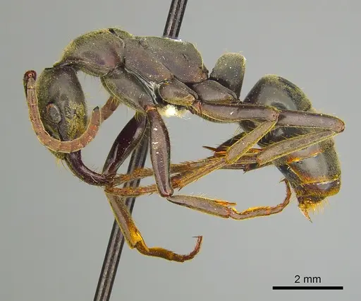 Megaponera analis - CASENT0249197