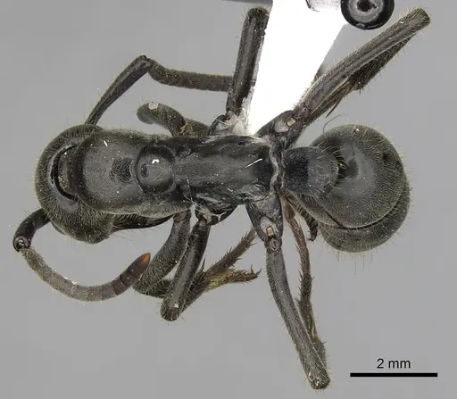 Megaponera analis - CASENT0317052