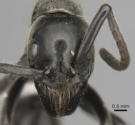 Megaponera analis - CASENT0317052