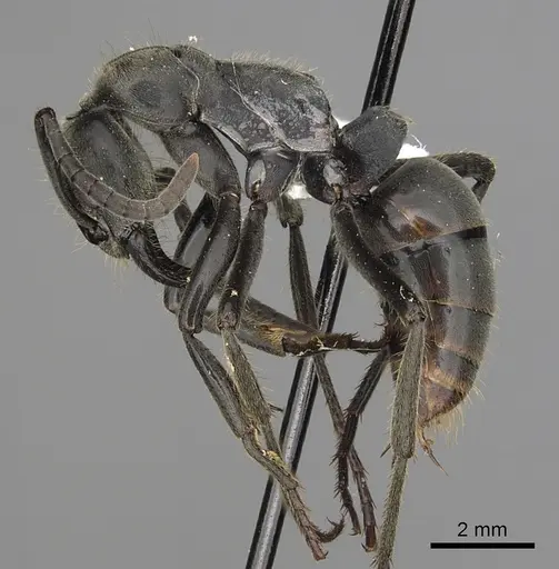 Megaponera analis - CASENT0317052