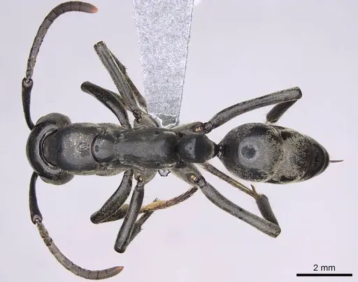 Megaponera analis - CASENT0352477