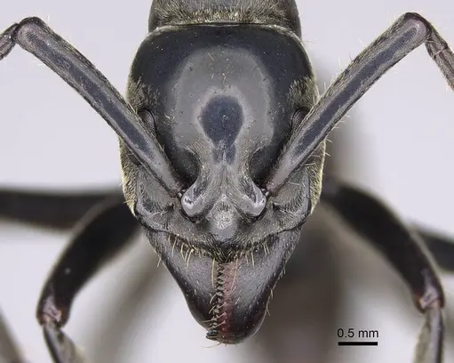 Megaponera analis - CASENT0352477